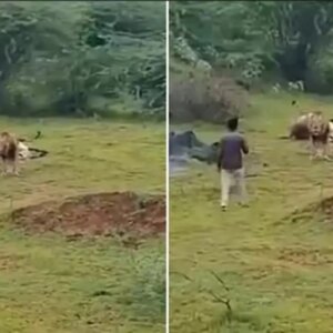 aslanla yakin cekim ugruna az daha canindan oluyordu w6SfH5ds