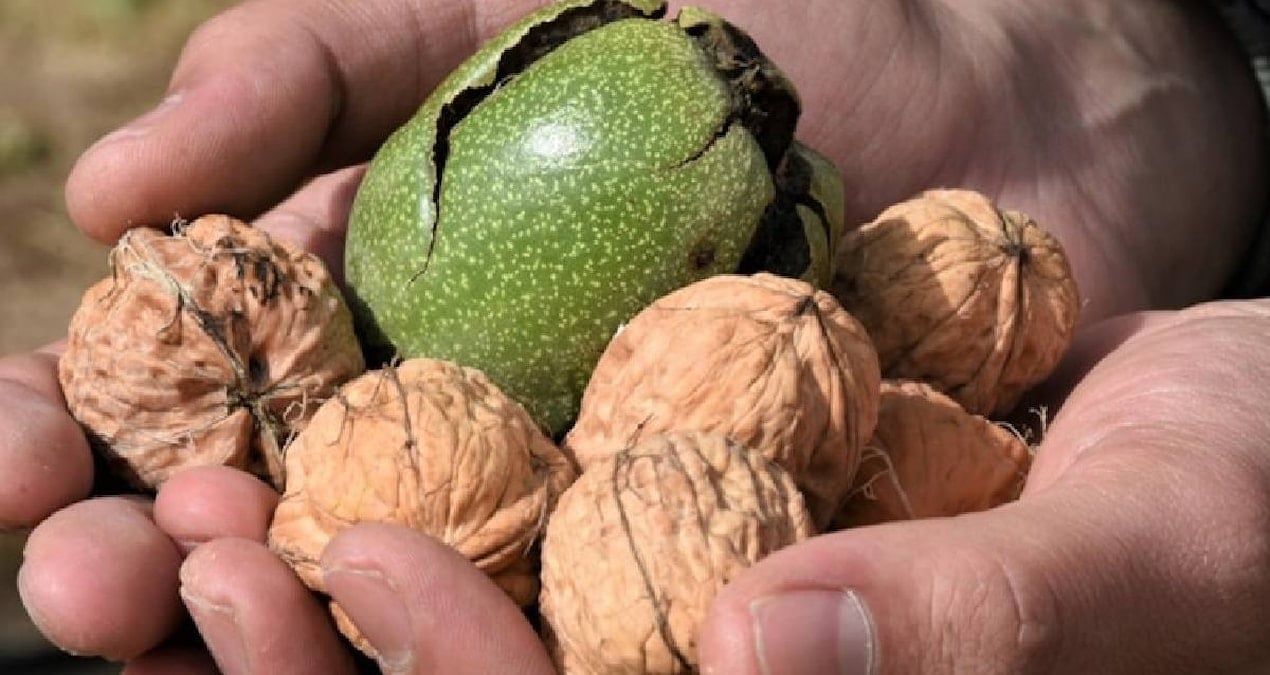 cevizin ne ici ne de kabugu en faydali kismi bakin neresiymis c1Ugzwji