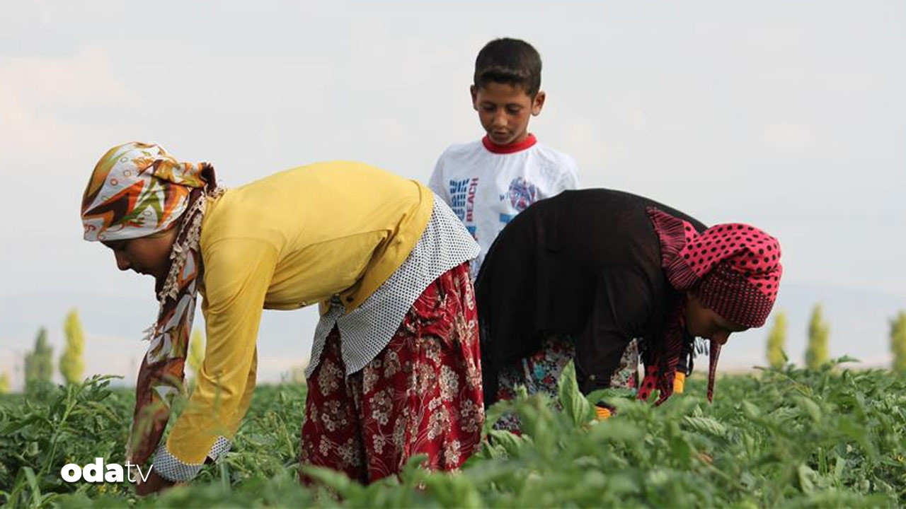 vergi jesti ciftciyi vurdu yerli uretici endiseli wGzJjvV9