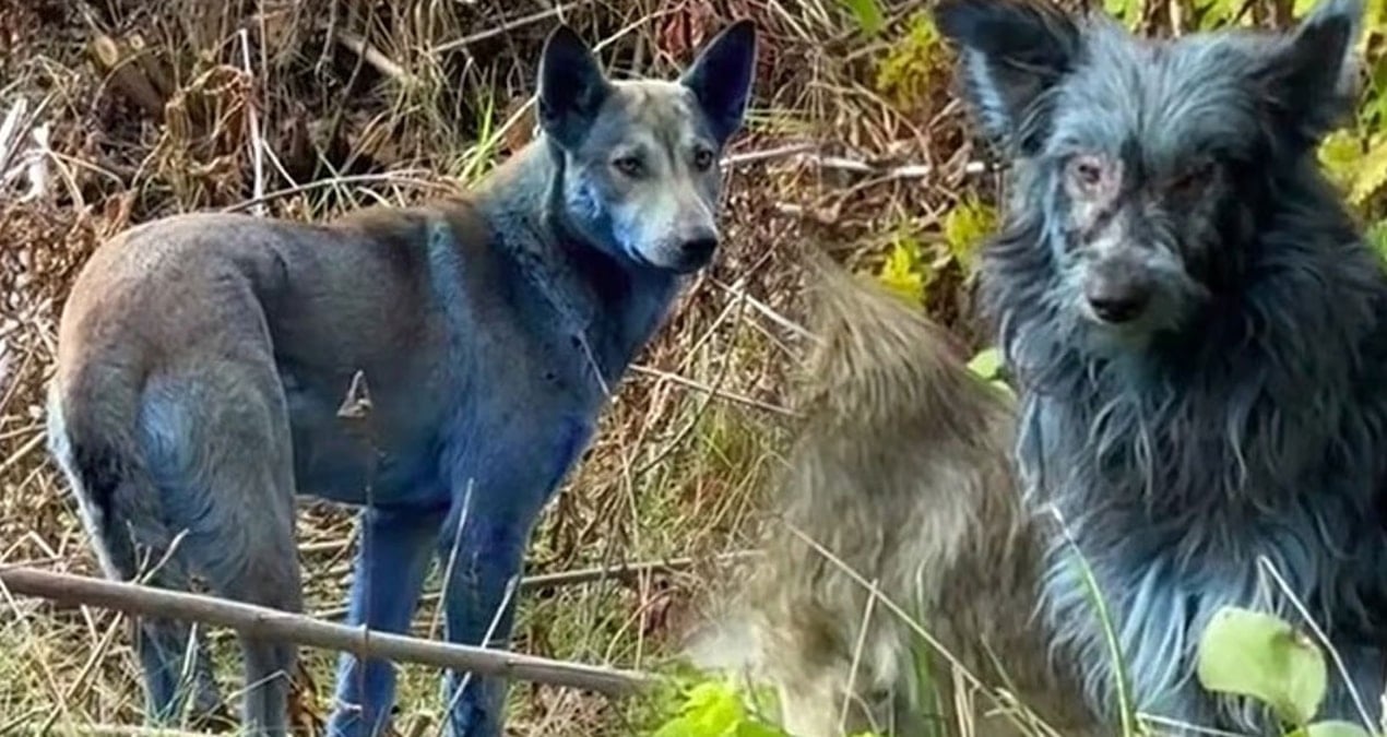 40 yil sonra mavi kopekler gorulmeye baslandi NFDl5tmN.jpg