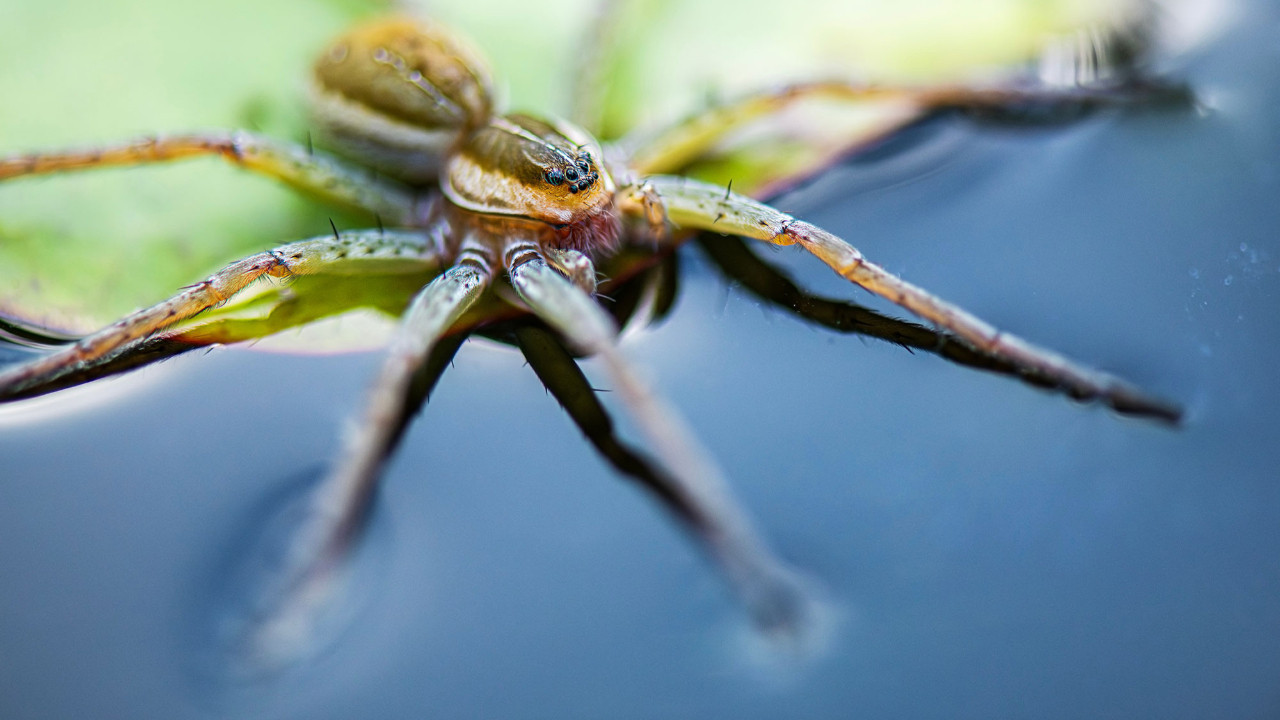 orumcek fobisi olanlari daha da korkutacak haber balik avlayan orumcekler VKRpZYkf.jpg