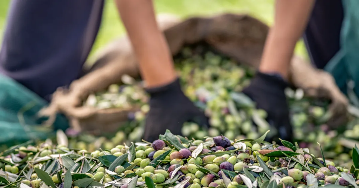 sofralik zeytin ihracatinda 255 milyon dolarlik tarihi rekor sT8b7IJp