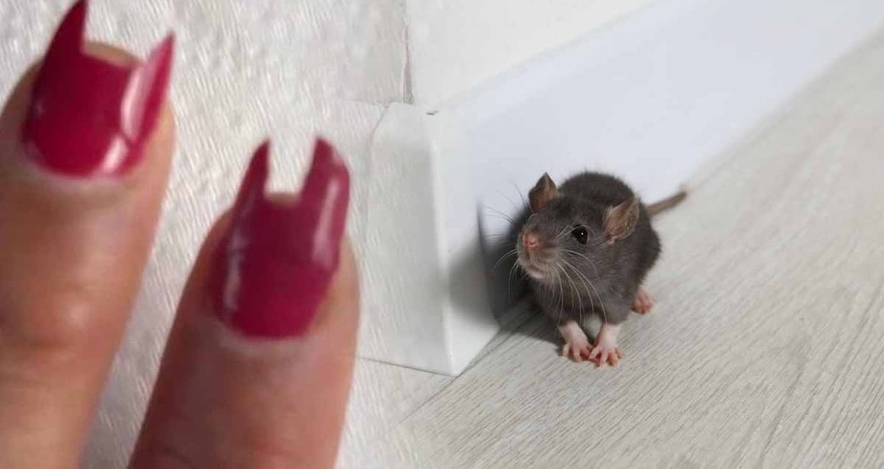 uyandiginda tirnaklari yoktu meger fareler yemis sehirde alarm verildi bu sadece bir baslangic 1hYFQxcm.jpg