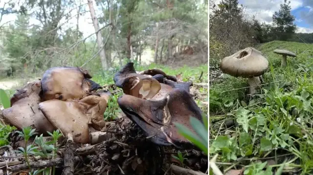 uzmanindan kritik uyari sonbaharda mantar zehirlenmelerine dikkat 9U37IX39