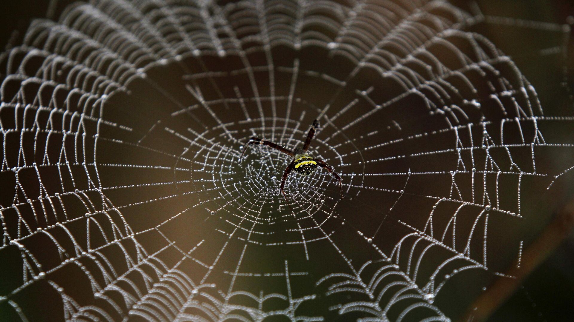 kanarya adalarinda sasirtan kesif orumcek dnasini sadelestirerek gelisti WAryvhOI.jpg